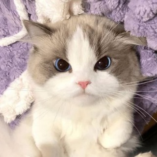 Telegram profile photo for Aglenn Notes