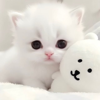 Telegram profile photo for 猫猫🍀的饲养员🍼(休长假)