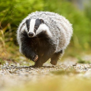 Telegram profile photo for Барсучатник 🦡