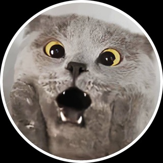 Telegram profile photo for Chartreux $chart CTO