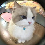 Telegram profile photo for Я DAYYAKAV