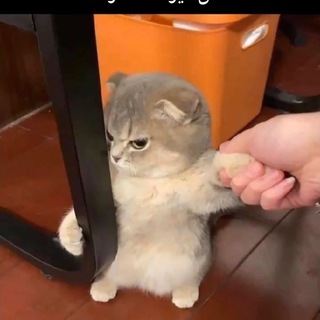 Telegram profile photo for اهنگای سم و خز و خیل