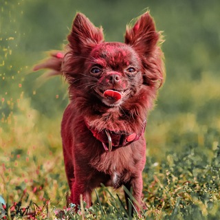 Telegram profile photo for Никотлета