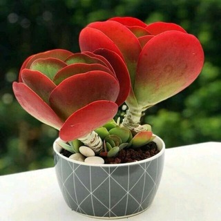 Telegram profile photo for ❤️🌹Мир Позитива🎉🎇Вдохновение🌹❤️