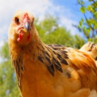 Telegram profile photo for Птицеводство ➤ куры, гуси, перепела, инкубаторы
