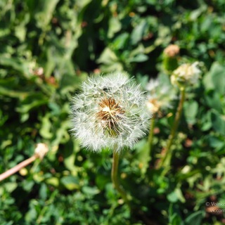 Telegram profile photo for Заметки Лисанутого
