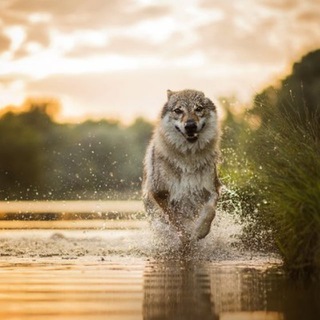 Telegram group profile photo for Toba 60 Chat