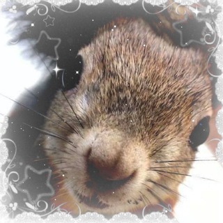 Telegram profile photo for Синдром белочки