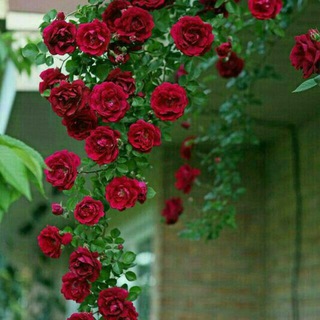 Telegram profile photo for Quran