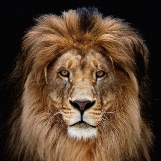 Telegram profile photo for WildTrek Safaris