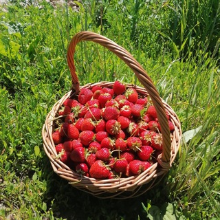 Telegram group profile photo for Ягода из Сергача