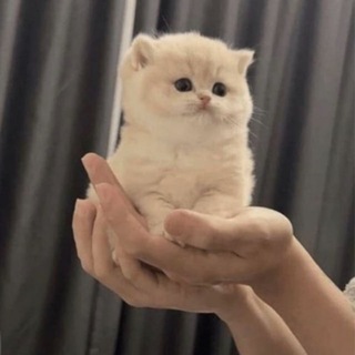 Telegram profile photo for Hold CTO Portal