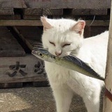 Telegram profile photo for тараканий пляс