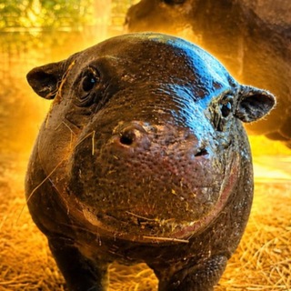 Telegram profile photo for Poipoi Community