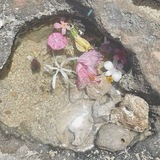 Telegram profile photo for wildflower–days