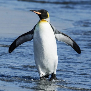 Telegram profile photo for penguin tariff on SOL | portal