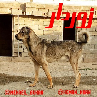 Telegram profile photo for bukan dog_'PEGDAR'💝