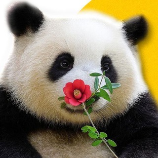 Telegram profile photo for HuaHua Portal