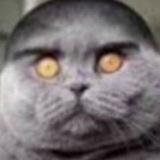 Telegram profile photo for Канал катят