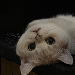 Telegram profile photo for ๐๐๐๐๐ ๐๐๐ เฝผ