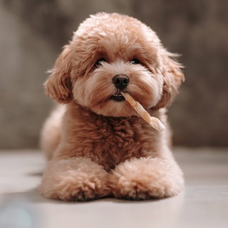 Telegram profile photo for ЧИСТО ТОЛИК