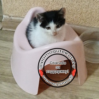 Telegram profile photo for Помощь котёнку. ОФИЦИАЛЬНЫЙ КАНАЛ.