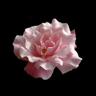 Telegram profile photo for Реклама youwannakissme