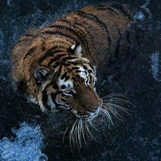 Telegram profile photo for tiger-Whatsapp源头机房