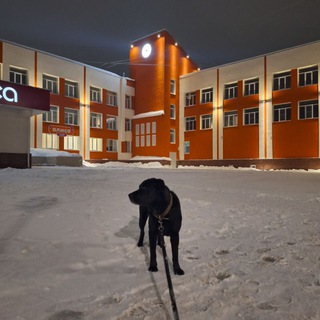 Telegram profile photo for Рокки, домик!🐕