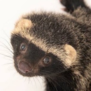 Telegram profile photo for sidioskiere’s 𝗕𝗗𝗦𝗠 room (+18)