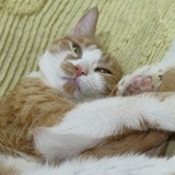 Telegram profile photo for MeowMBTI