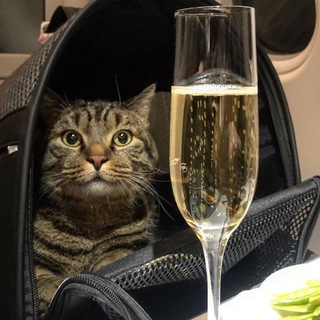 Telegram profile photo for Толстый Кот