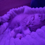 Telegram profile photo for люблю
