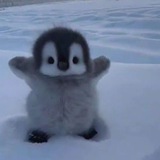 Telegram profile photo for Free stats