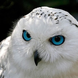 Telegram profile photo for Эти боты платят