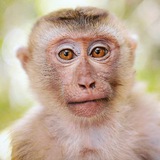Telegram profile photo for Macaco Sapiens