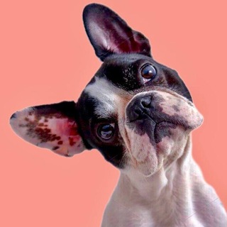 Telegram profile photo for КОТЯТА | ЩЕНКИ от заводчиков