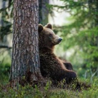 Telegram profile photo for Русские Za бугром 🇷🇺