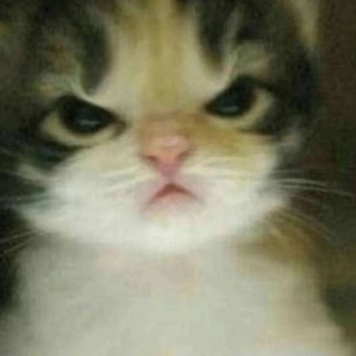 Telegram profile photo for Мемы спасут мир 😇