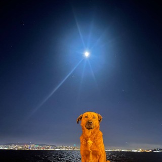 Telegram profile photo for метеорит 2025