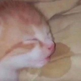 Telegram profile photo for А что скажет Горюнови?🫦