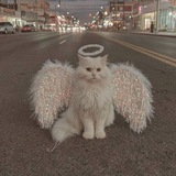 Telegram profile photo for ᴘɪʀᴘᴀʏ