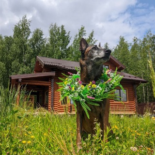 Telegram profile photo for Душевный пëс (Воспитание, дрессировка, натуральное лакомство для тренировок и передержка собак)