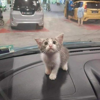 Telegram profile photo for У кого-то спиздили ссылку
