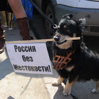 Telegram profile photo for Россия без жестокости