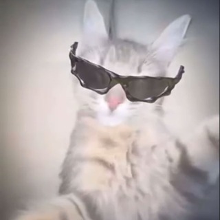 Telegram profile photo for Rizz Cat CTO Portal