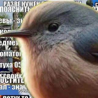 Telegram profile photo for Газовая камера