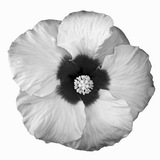 Telegram profile photo for переходник?