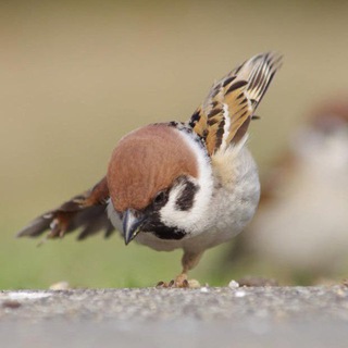 Telegram profile photo for 駿の梗圖研究射