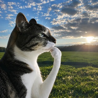 Telegram group profile photo for Thinking Cat